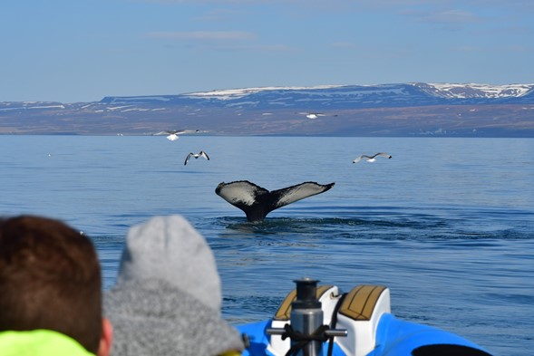 whale diving in front of RIB, passenger perspective