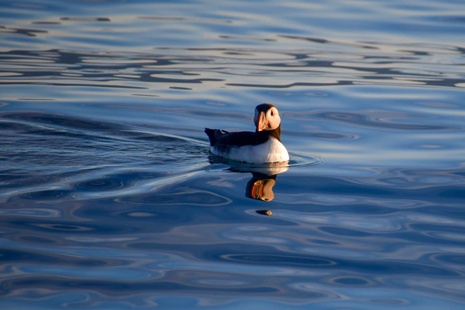 puffin on water