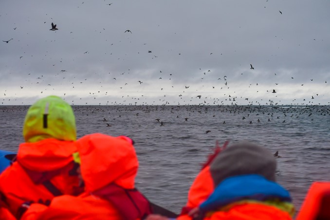 boat watching puffins