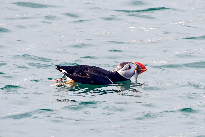 puffin with fish