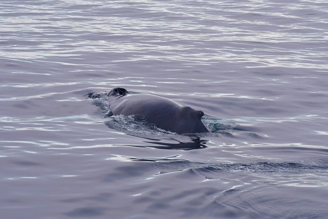 humpback surfacing