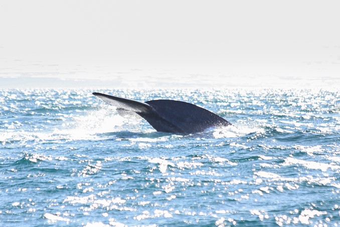 blue whale lifting flukes