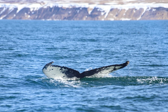 humpback fluking