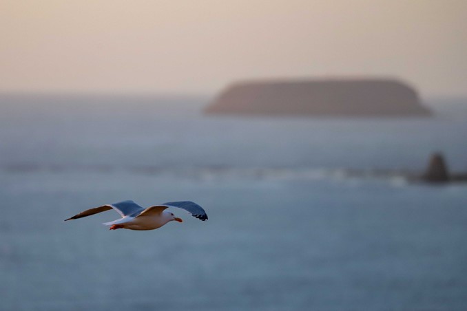 gull crossing in front of Lundey