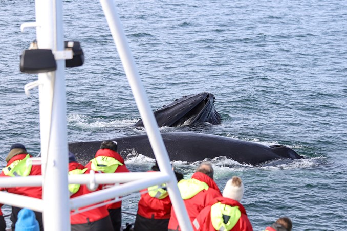 two humpbacks in front of Sylvía