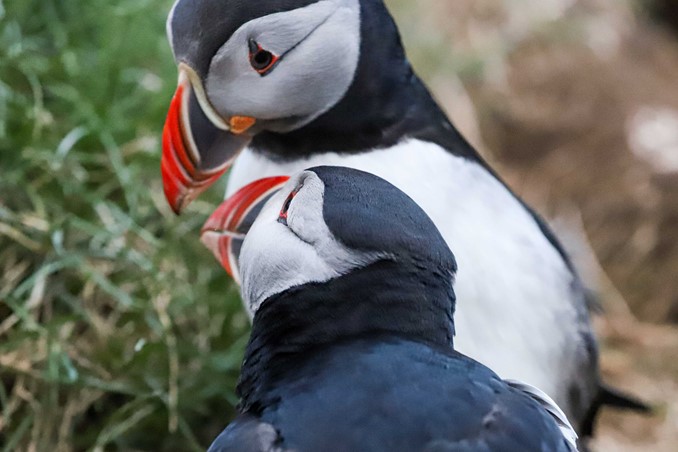 puffin couple