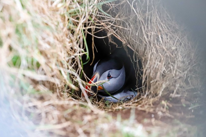 puffin inside burrow