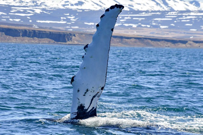 humpback whale pectoral fins