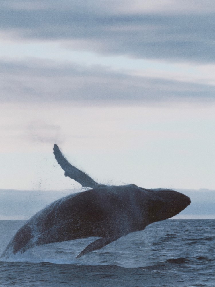 HUMPBACK BREACHING