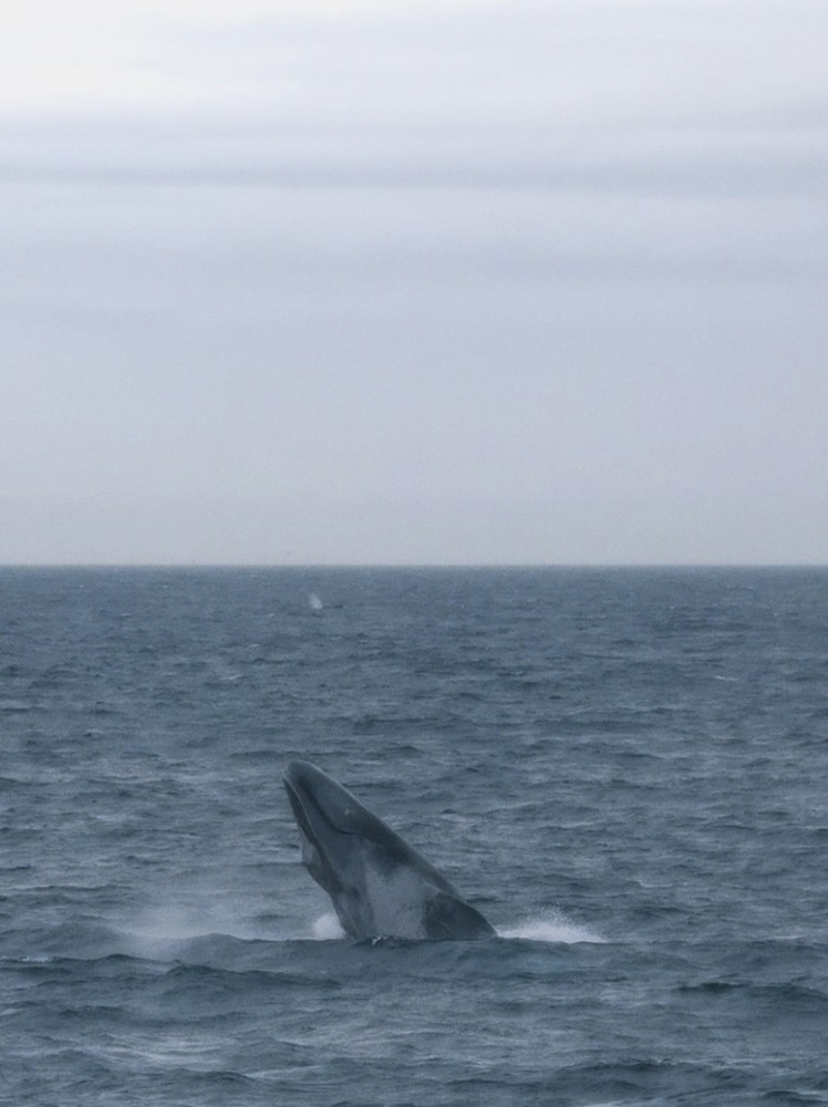 blue whale calf breaching