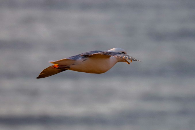 fulmar gliding above surface