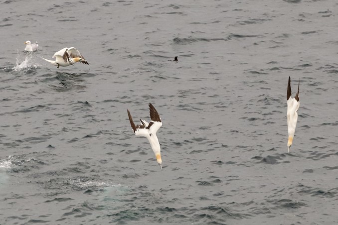 gannets plunging into water