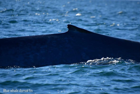 blue whale dorsal fin