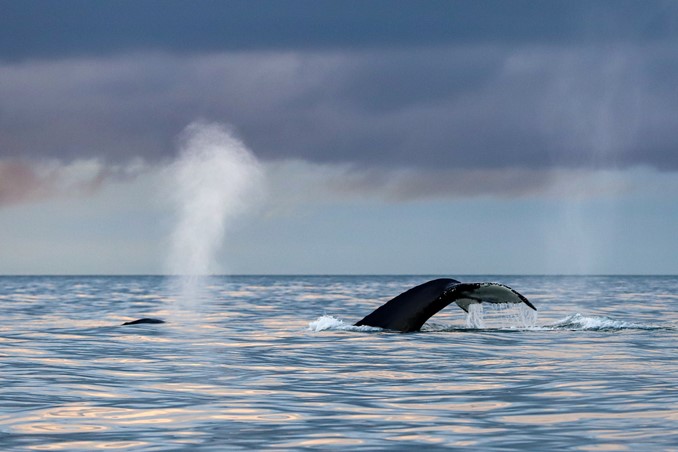 humpback breathing and dive