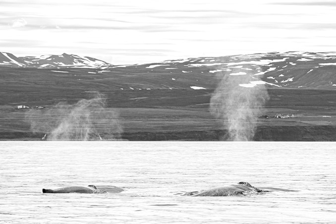 humpback mother and calf surfacing
