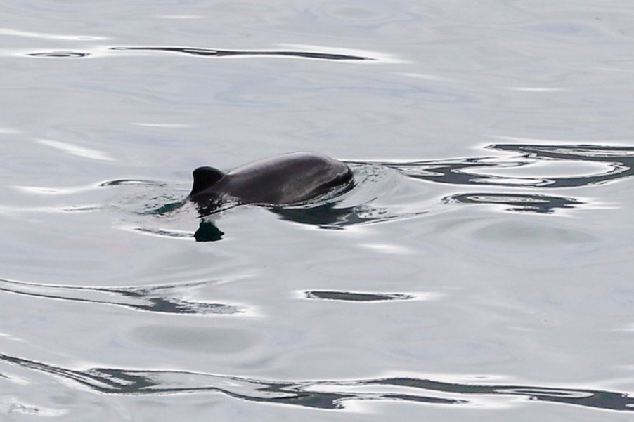 surfacing porpoise