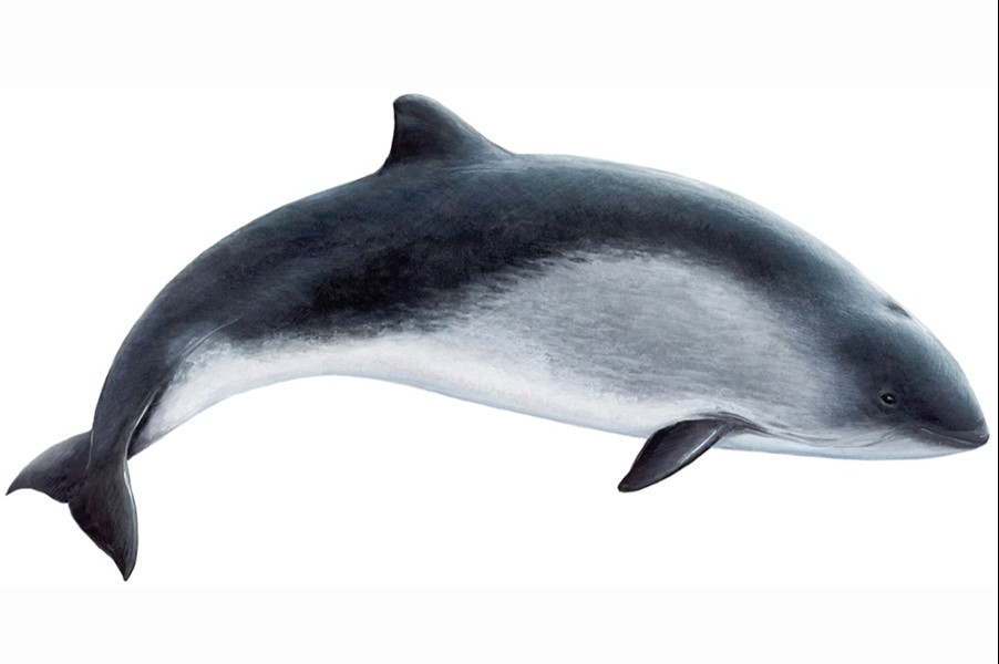 drawing porpoise
