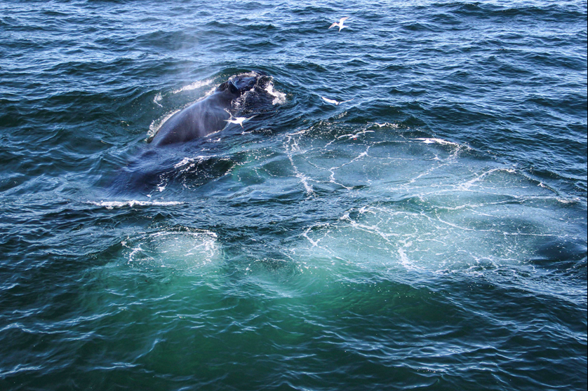 bubble net feeding humpback whale