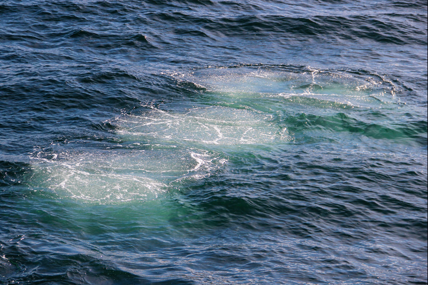 BUBBLE FROM BUBBLE NET FEEDING HUMPBACK