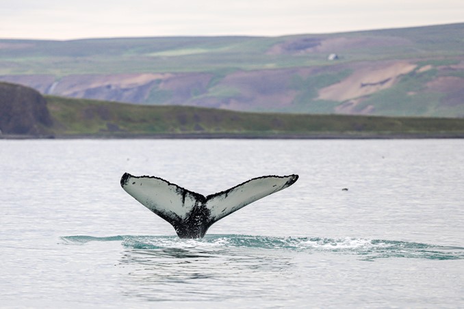 humpback diving