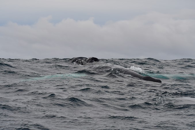 whale in waves