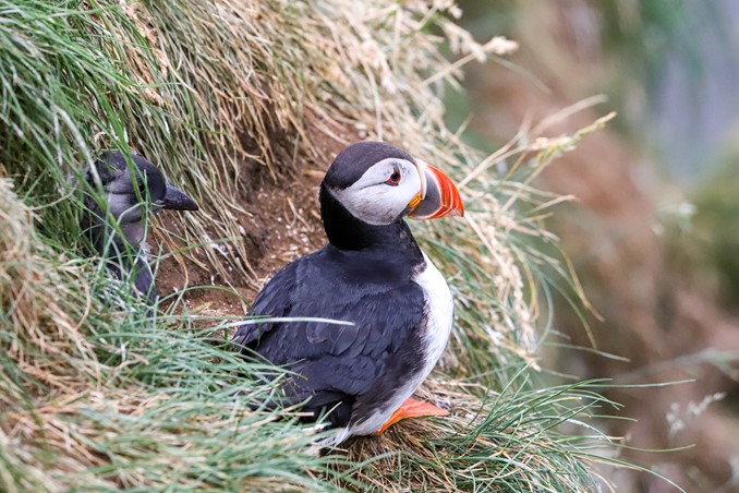 Puffin parent and puffling