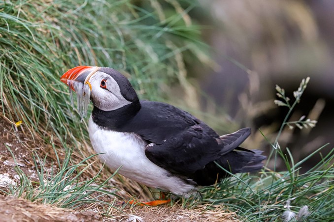 puffin with fish in beak