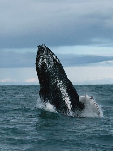 humpback breaching grooves