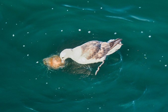 fulmar feeding on jellyfish
