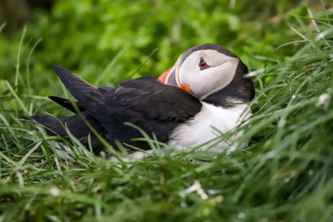 puffin at colony