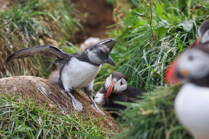 puffins at colony