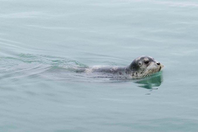 bearded seal