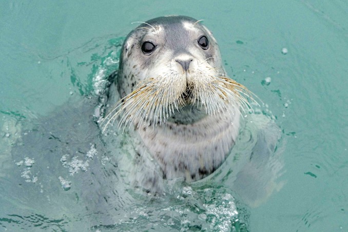 bearded seal
