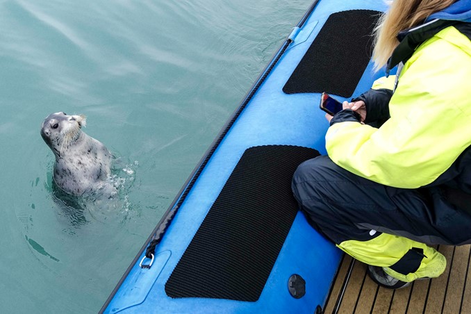 bearded seal next to boat