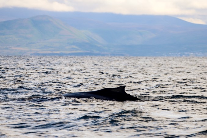 humpback surfacing