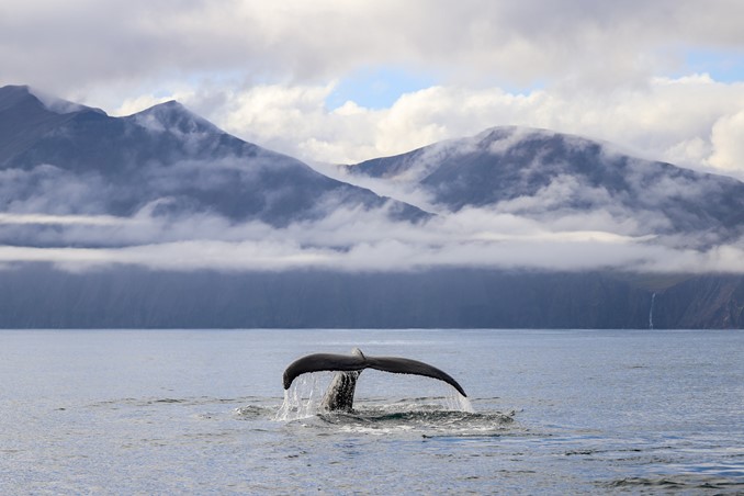 humpback diving