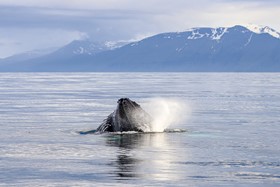 Feeding humpback whale