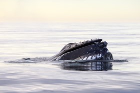Feeding humpback whale