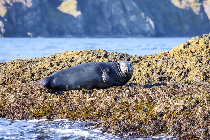Grey Seal