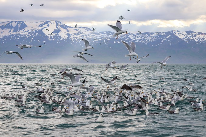 seabirds
