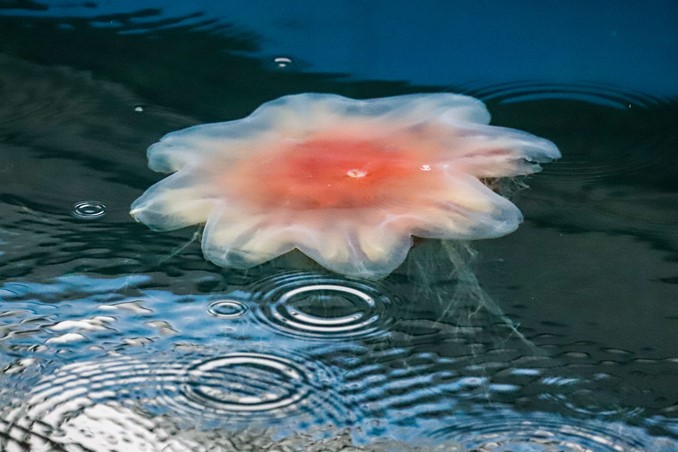Jellyfish
