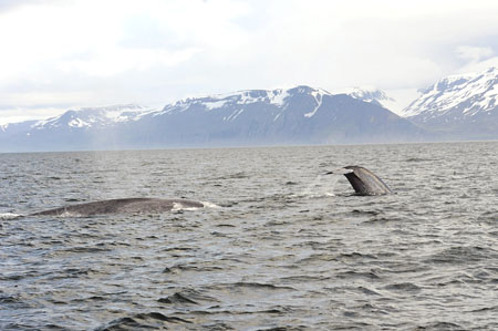 blue whale guest