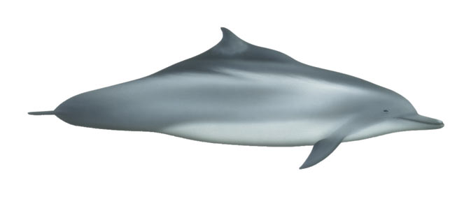 humpbacked dolphin