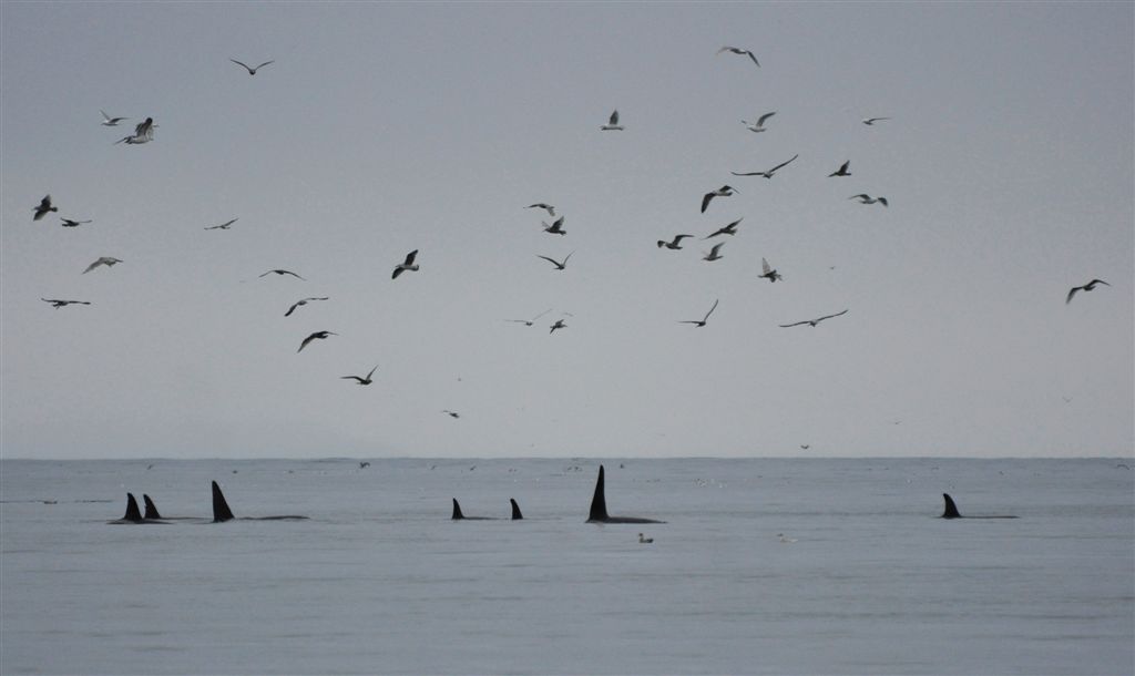 Orcas Grundarfjordur