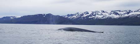 blue whale 