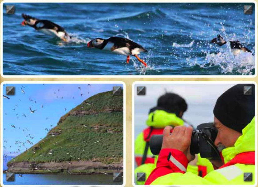 PUFFINS