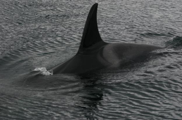 Canada Orca 3
