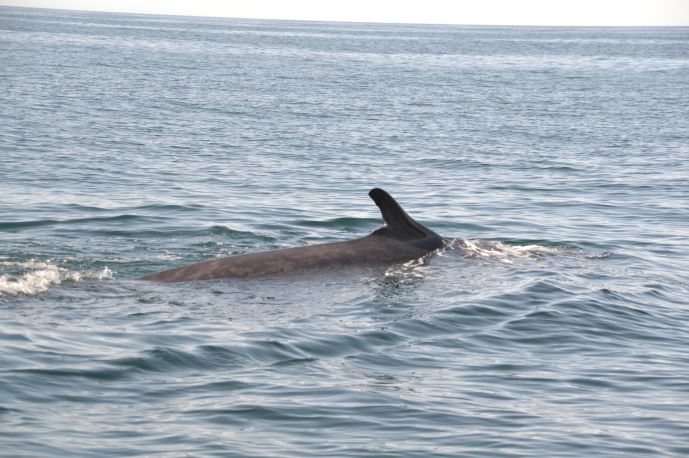 Hybrid whale2