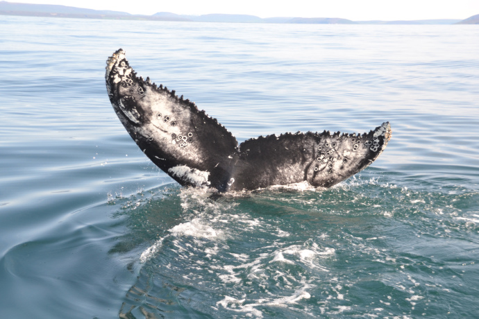 EL Hump Fluke Close