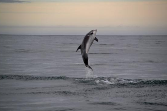 EL Dolphin jump 1